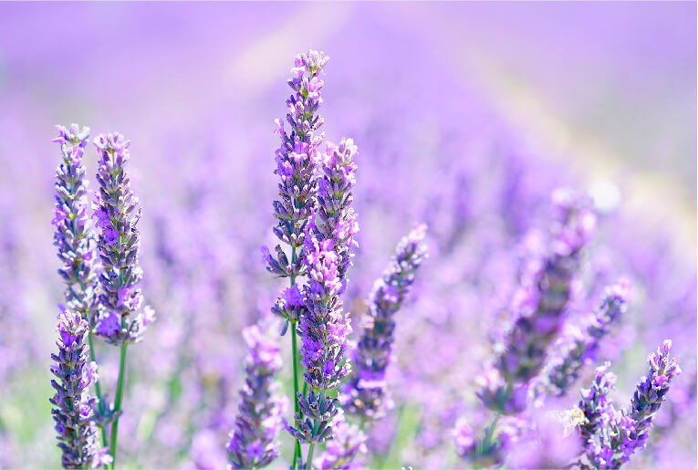 落ち着くラベンダー LAVENDERの香り　イメージ